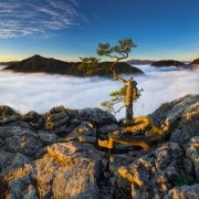 pienińskie bonsai