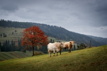 Krówki i czerwone drzewko