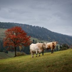 Krówki i czerwone drzewko