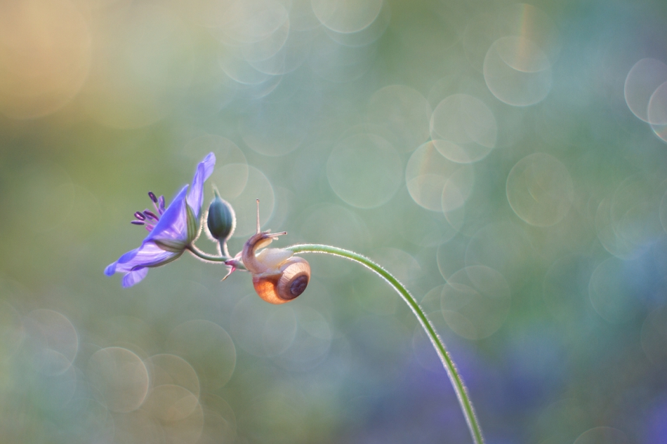 agnez - . PE. Zdjęcie 235515