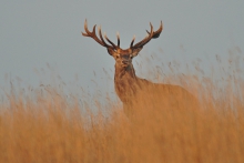 Byk