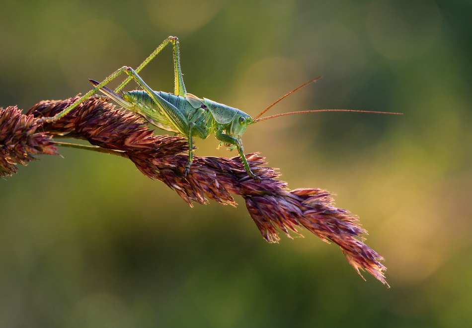 ktosiu - Skoczek. . Zdjęcie 96479