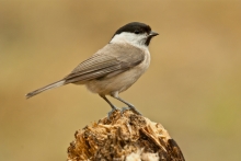 Uboga