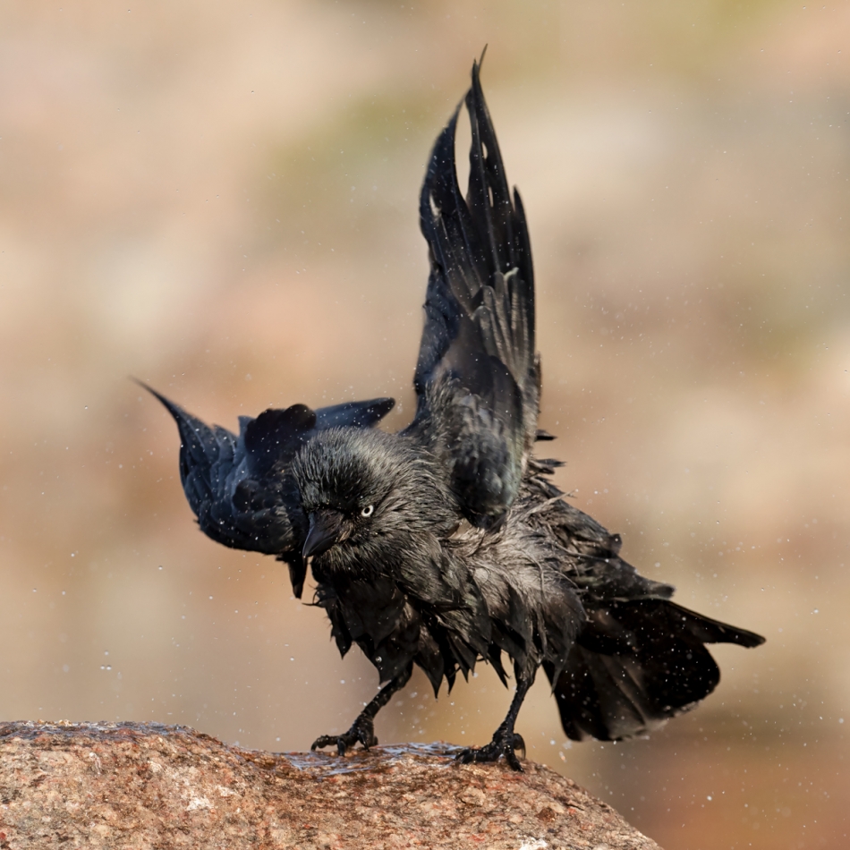 assalga - Straszyd?o. . Zdjęcie 336955