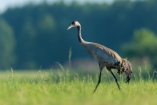 Żuraw, Common Crane (Gr...
