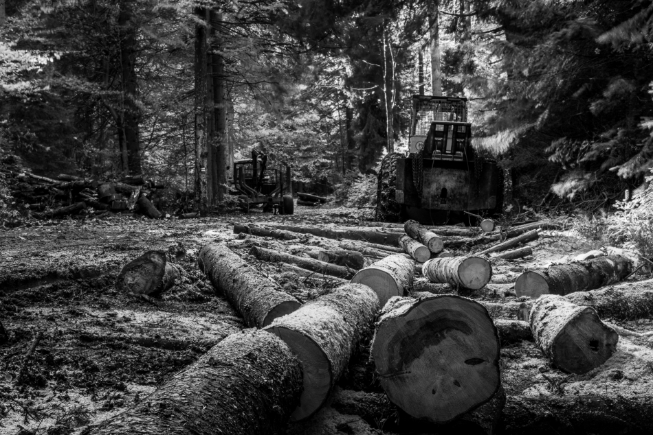 damianski - *. . Zdjęcie 336453