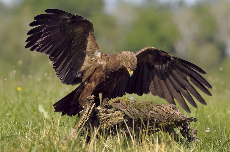 Orlik krzykliwy . . Zdjęcie 338651