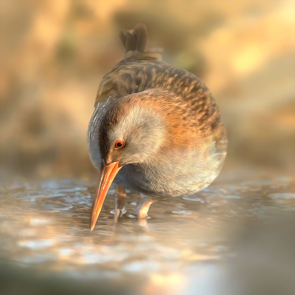 Wodnik w delikatnym świetle. . Zdjęcie 338560