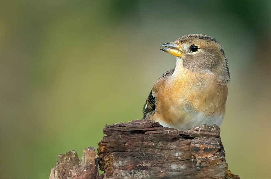 roman53 - . . Zdjęcie 328899