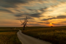 Sułoszowskie drzewo