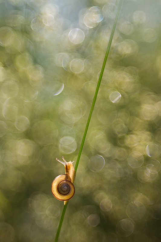 agnez - . Pentacon  Zapraszam na PE. Zdjęcie 144663
