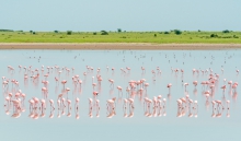 Krajobraz z flamingami