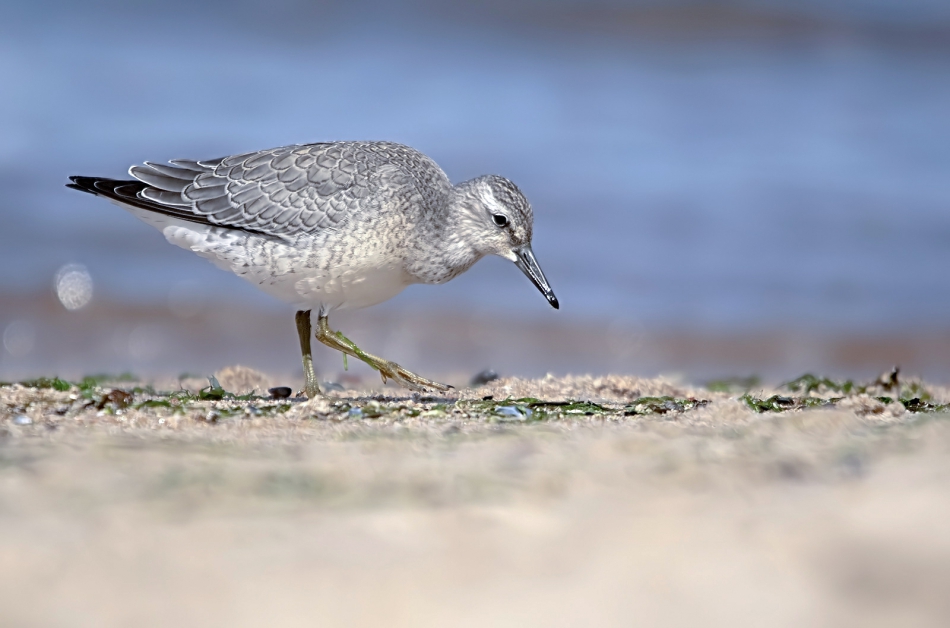 roman53 - Biegus rdzawy. . Zdjęcie 306434