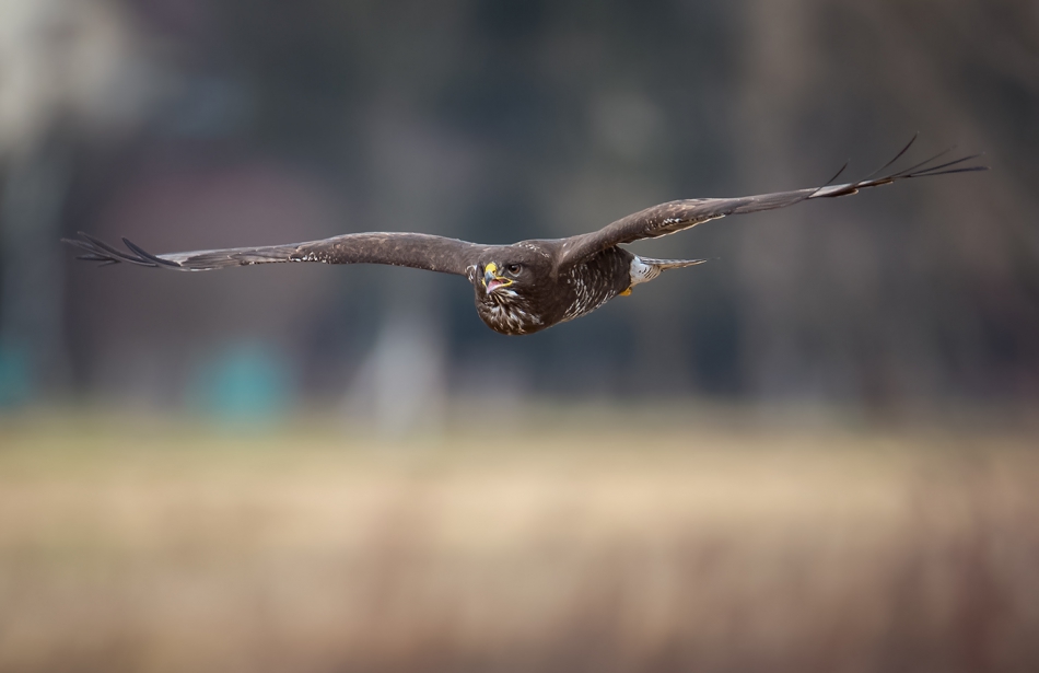 marcinmm - Myszołów zwyczajny ( Buteo buteo ). . Zdjęcie 313492