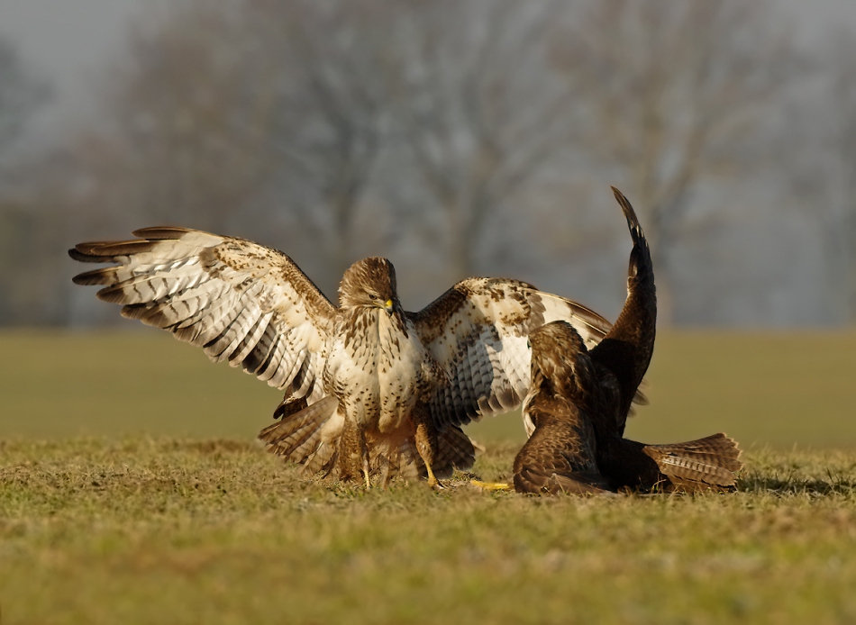 przyb - . . Zdjęcie 187473