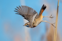 Podróżniczek, Bluethroa...