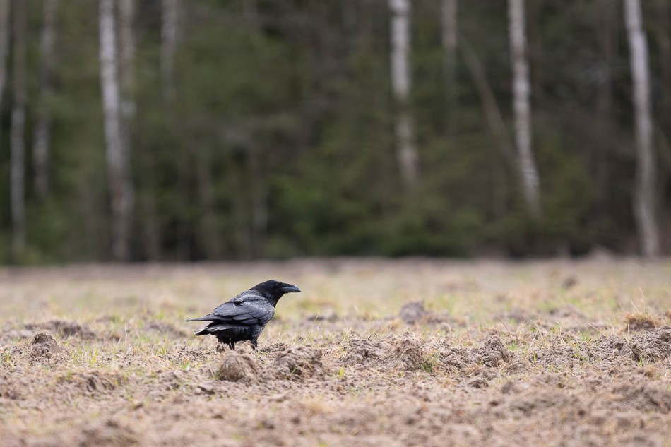 Kruk . . Zdjęcie 339875