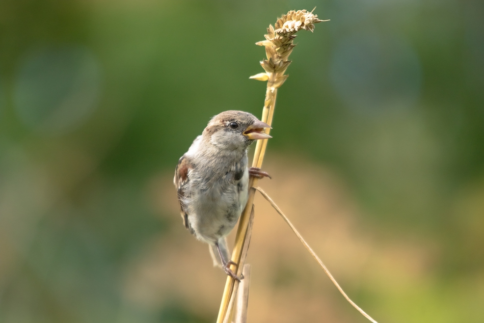 roman53 - . . Zdjęcie 306964