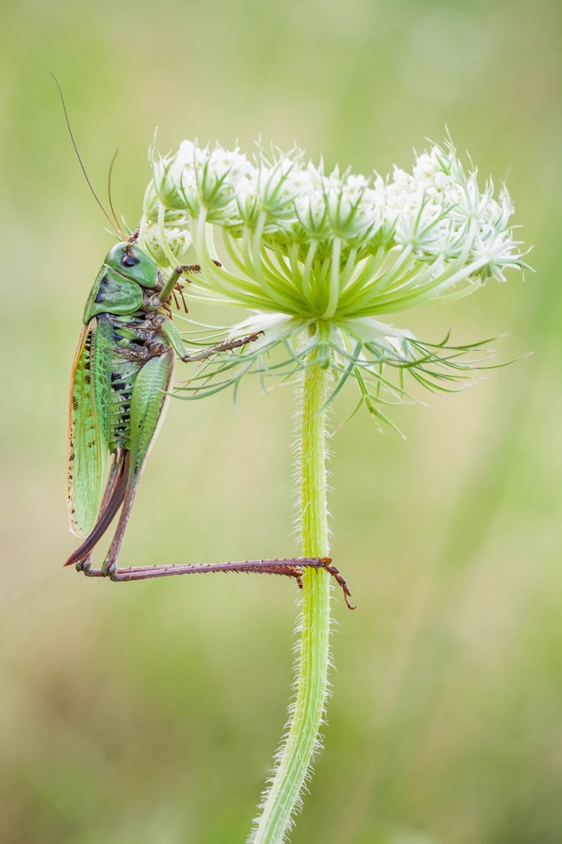 chasingshadows - Alpinista. . Zdjęcie 168498