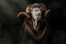 Golden Fleece