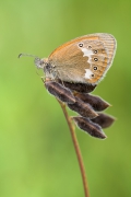 Perełkowiec