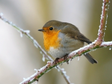 Robin