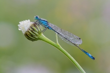 Ischnura elegans