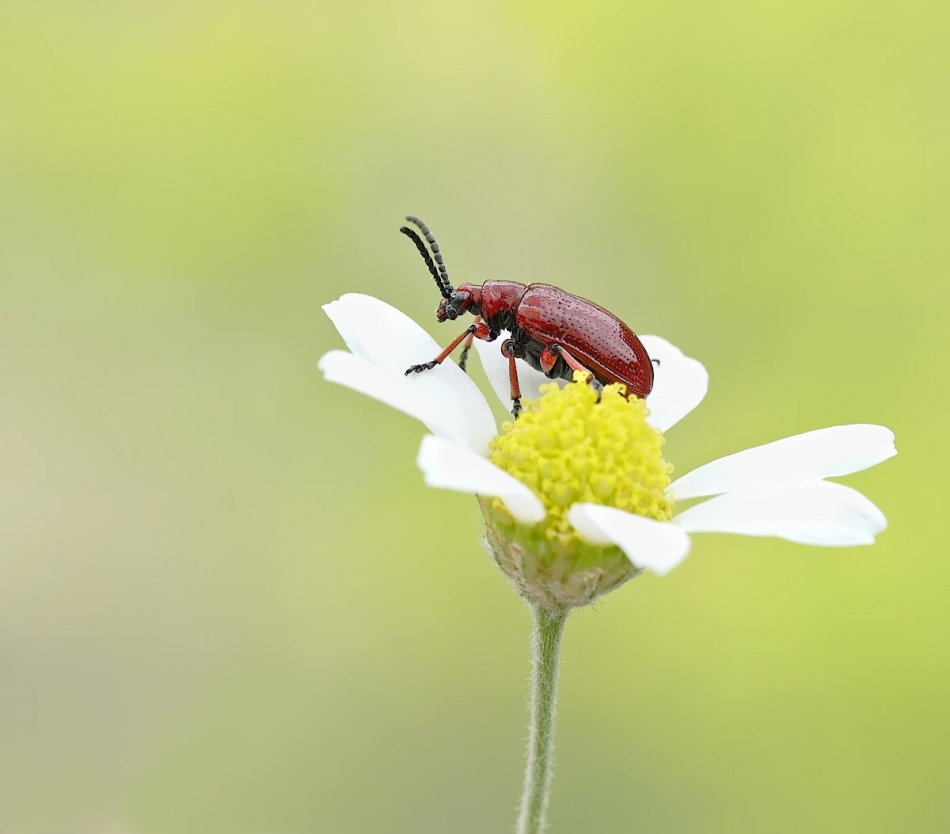 keni - Poskrzypka liliowiec (Lilioceris lilii). PE proszę.. Zdjęcie 316122