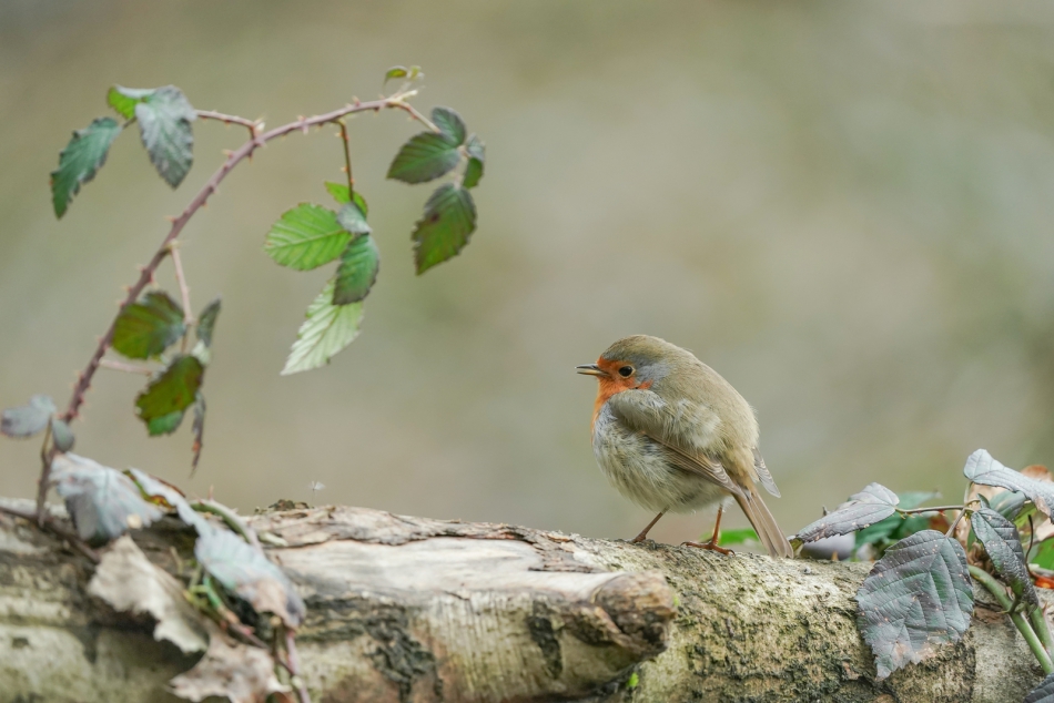 amigamedia - Perła lasu.  Rudzik (Erithacus rubecula) Przyroda naszego regionu - Czyżowice. Sony ILCE-9+Sony SEL200600G FE 200-600mm f/5.6-6.3 G OSS. Przysłona: f/6,3; Czas ekspozycji: 1/200 s; ISO: 1600; Ogniskowa: 600 mm.. Zdjęcie 311574