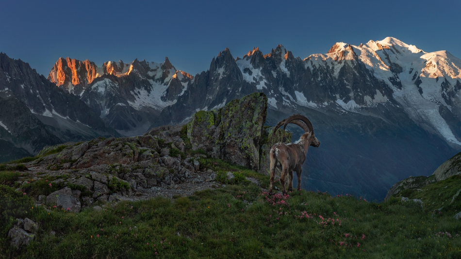 pstryk - Senior pod Mont Blanc.. . Zdjęcie 313887