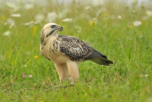 Biały 
