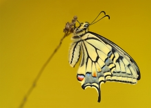 ,Papilio machaon.