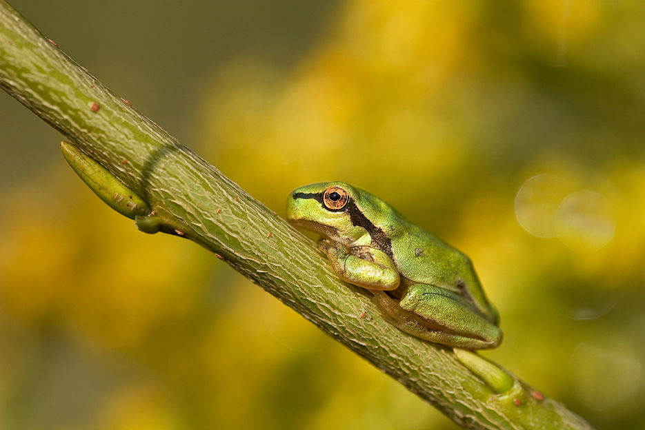 agnez - Rzekotka drzewna. . Zdjęcie 124621