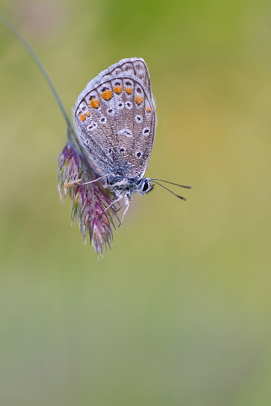 agnez - *. . Zdjęcie 126579