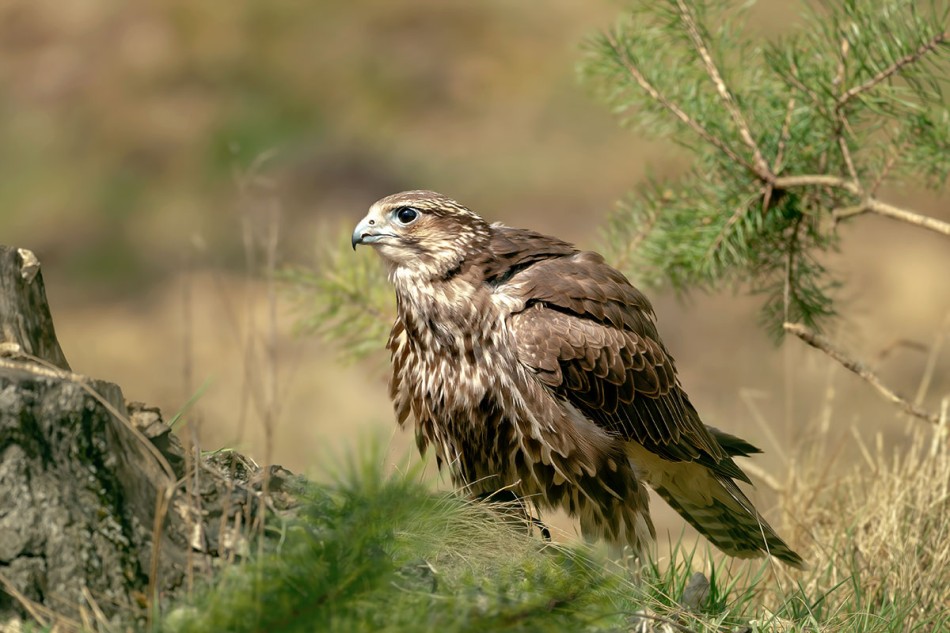 Raróg. . Zdjęcie 339759