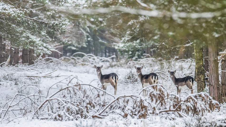 Opowieści z zimowego lasu. Zaskoczone one, zaskoczona ja :). Zdjęcie 338173