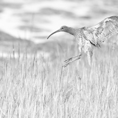 Szkice słonych bagien