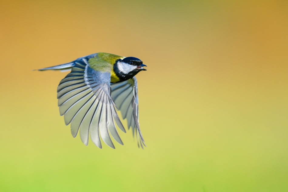 Sikora Bogatka, Eurasian Great Tit (Parus major) .... . Zdjęcie 334630