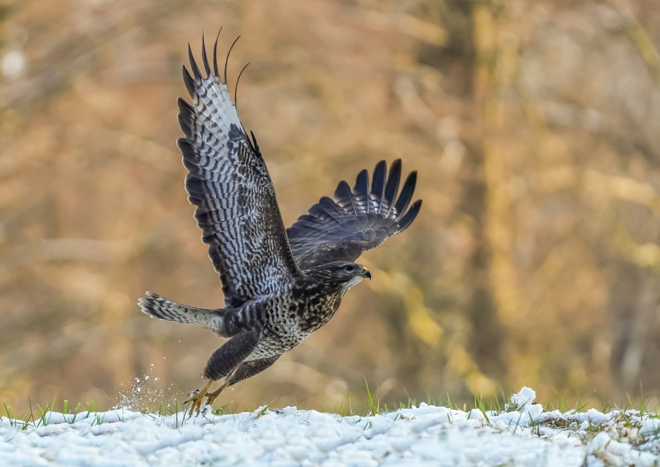 amigamedia - W drogę.... Myszołów - Buteo buteo ILCE-7M3+Sony 200-600 6.3; Przysłona: f/6,3; Czas ekspozycji: 1/2000 s; ISO: 3200; Ogniskowa: 350 mm. Zdjęcie 296126