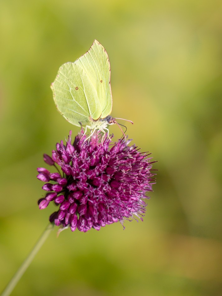Latolistek cytrynek. . Zdjęcie 338653