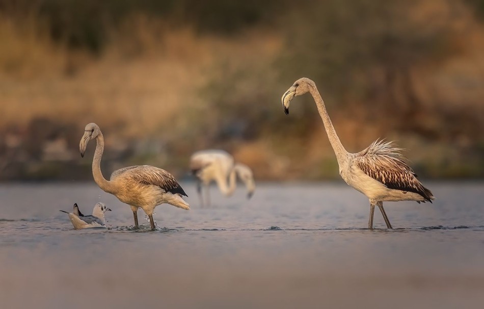 Flaming różowy. . Zdjęcie 338580