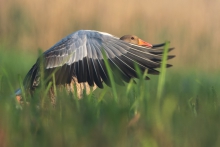 Gęś Gęgawa