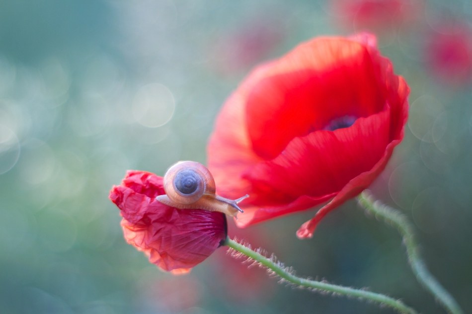 agnez - . PE. Zdjęcie 247917