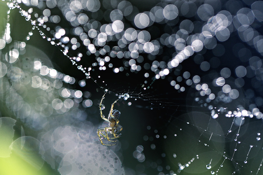 bluejeans - Nocny łowca. . Zdjęcie 117425