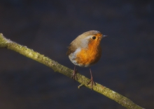 Erithacus rubecula II