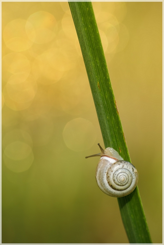 adestroyer - Shyness. Z taką pewną nieśmiałością... Wskazane PE. Zdjęcie 131610