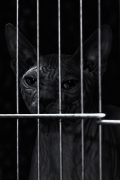 Prisoner