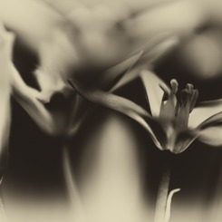 Czarno-białe kwiaty w delikatnym rozmyciu