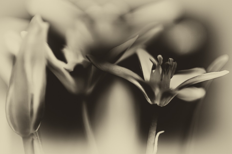 Czarno-białe kwiaty w delikatnym rozmyciu. . Zdjęcie 337894