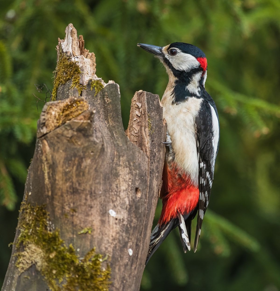 slaw300 - Dzięcioł Duży . . Zdjęcie 336773